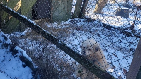 Pieski z podbydgoskiego Żołędowa mieszkały w ciężkich warunkach. Były zaniedbane, a woda w ich miskach zamarzła /fot. KMP Bydgoszcz