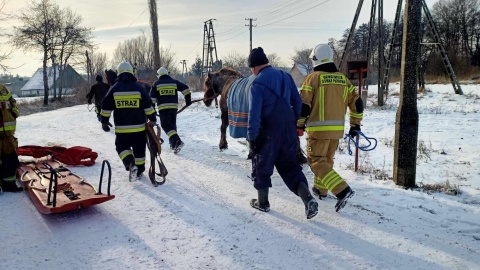 Pod stadem koni załamał się lód. Tylko jednego udało się uratować/fot. Michał/Łukasz/Szymon/OSP Barcin/Facebook
