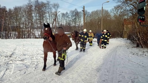 Pod stadem koni załamał się lód. Tylko jednego udało się uratować/fot. Michał/Łukasz/Szymon/OSP Barcin/Facebook