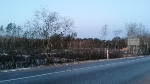 Znikają lasy przy głównej drodze na odcinku Stryszek-Brzoza pod Bydgoszczą/fot. Magdalena Gill
