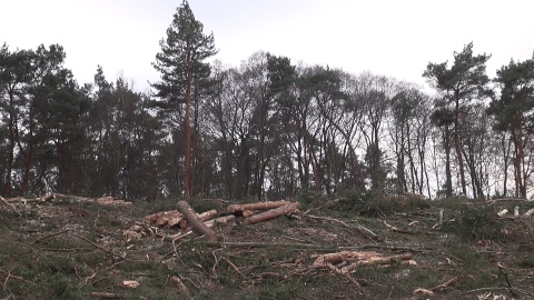 Znikają lasy przy głównej drodze na odcinku Stryszek-Brzoza pod Bydgoszczą/fot. jw