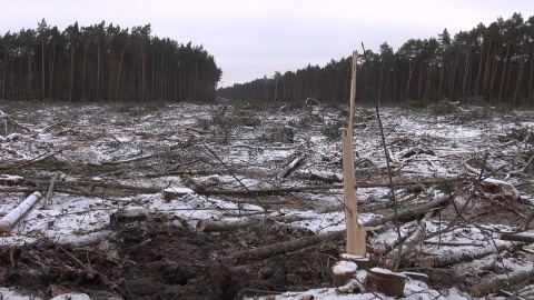 Znikają lasy przy głównej drodze na odcinku Stryszek-Brzoza pod Bydgoszczą/fot. jw