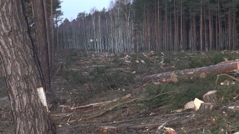 Znikają lasy przy głównej drodze na odcinku Stryszek-Brzoza pod Bydgoszczą/fot. jw