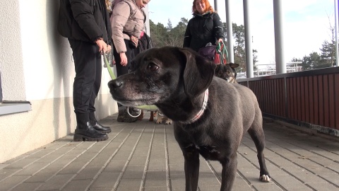 Psialentynki w bydgoskim schronisku/fot. jw