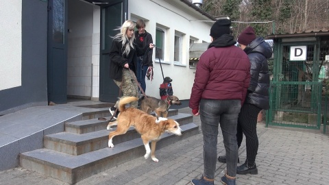 Psialentynki w bydgoskim schronisku/fot. jw