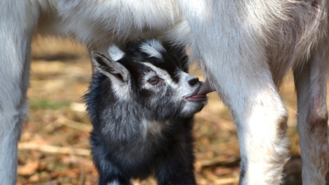 Kózki z bydgoskiego zoo w Myślęcinku, urodzone w św. Walentego/fot: Malwina Jankowska