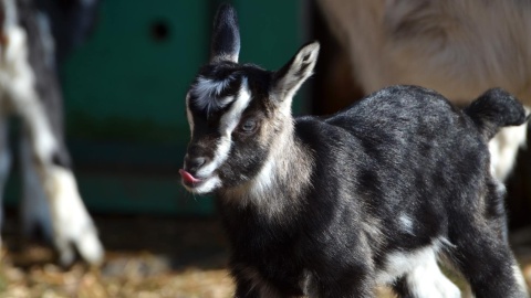 Kózki z bydgoskiego zoo w Myślęcinku, urodzone w św. Walentego/fot: Malwina Jankowska