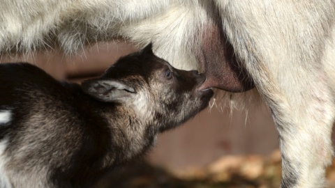 Kózki z bydgoskiego zoo w Myślęcinku, urodzone w św. Walentego/fot: Malwina Jankowska