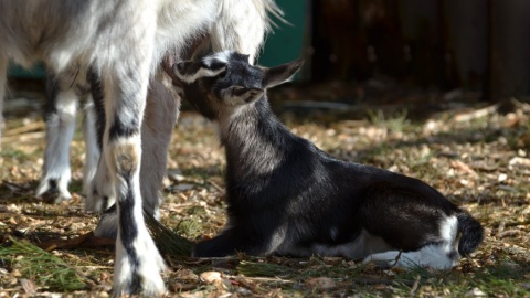 Kózki z bydgoskiego zoo w Myślęcinku, urodzone w św. Walentego/fot: Malwina Jankowska