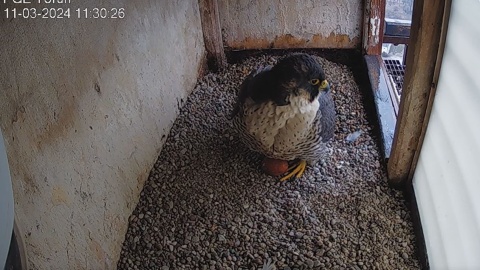 Torek i Torka mają już pierwsze jajko. Rodzinę można obserwować dzięki kamerce umieszczonej przy gnieździe/fot. nadesłane/PGE