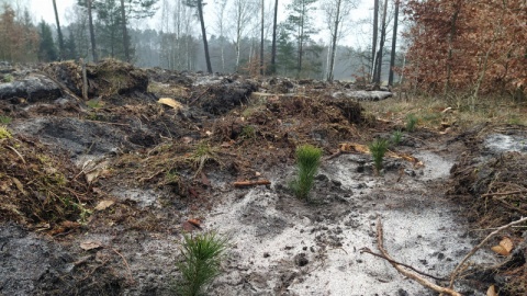 Leśnicy z Kujaw i Pomorza posadzą w tym roku ponad 20 milionów sadzonek/fot. Marcin Doliński