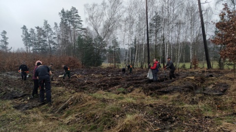 Leśnicy z Kujaw i Pomorza posadzą w tym roku ponad 20 milionów sadzonek/fot. Marcin Doliński