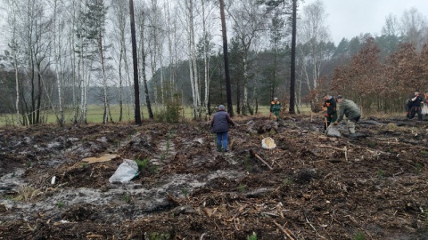 Leśnicy z Kujaw i Pomorza posadzą w tym roku ponad 20 milionów sadzonek/fot. Marcin Doliński