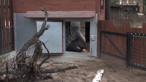 Jeżynka i Malinka są ambasadorami Tygodnia Misji Ogrodów Zoologicznych w bydgoskim zoo/fot. Janusz Wiertel