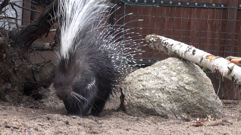 Jeżynka i Malinka są ambasadorami Tygodnia Misji Ogrodów Zoologicznych w bydgoskim zoo/fot. Janusz Wiertel