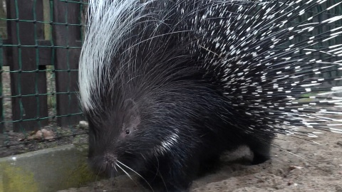 Jeżynka i Malinka są ambasadorami Tygodnia Misji Ogrodów Zoologicznych w bydgoskim zoo/fot. Janusz Wiertel