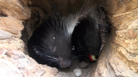 Jeżynka i Malinka są ambasadorami Tygodnia Misji Ogrodów Zoologicznych w bydgoskim zoo/fot. Janusz Wiertel