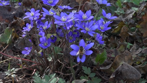 Wizyta w Ogrodzie Botanicznym w Myślęcinku/fot. jw