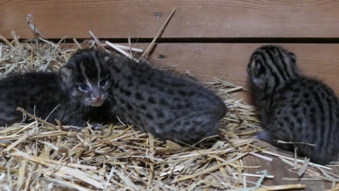 Nowi mieszkańcy Ogrodu Zoobotanicznego w Toruniu – małe taraje/fot. Ogród Zoobotaniczny w Toruniu, Facebook