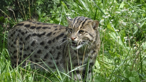 Ogród Zoobotaniczny informuje, że wybieg z tarajami będzie przez pewien czas niedostępny dla zwiedzających. Powodem jest konieczność zapewnienia samicy spokoju przy odchowywaniu młodych/fot. Ogród Zoobotaniczny w Toruniu, Facebook