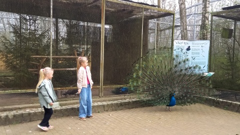 Na odwiedzających ZOO w Myślęcinku przygotowano wiele upominków. Wystarczy znaleźć jajka wielkanocne, rozrzucone po całym obiekcie/fot: Tatiana Adonis