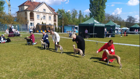 Wystawa Psów Rasowych w Grudziądzu/fot. Marcin Doliński