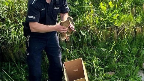 Policjant z Inowrocławia pomógł kaczej rodzinie/fot. KPP w Inowrocławiu