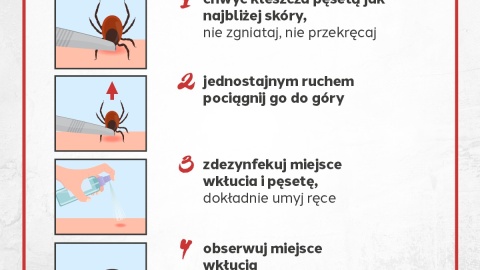 Instrukcja postępowania po wkłuciu się kleszcza/materiał Ministerstwa Zdrowia, Facebook