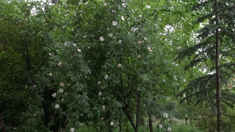 Otwarcie zrewitalizowanego Ogrody Botanicznego (fot: Janusz Wiertel)