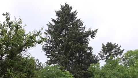 Otwarcie zrewitalizowanego Ogrody Botanicznego (fot: Janusz Wiertel)