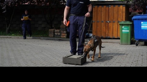 Na terenie Oddziału Prewencji Policji w Bydgoszczy, Komendy Miejskiej Policji w Bydgoszczy oraz dawnej strzelnicy Komendy Wojewódzkiej Policji w Białych Błotach odbyły się Wojewódzkie Eliminacje do XXI Kynologicznych Mistrzostw Policji. Zwycięzcy, Palnik i Ognik z Bydgoszczy oraz Tucholi, będą reprezentować województwo w ogólnopolskich zawodach/fot. KWP Bydgoszcz