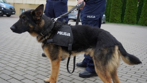 Na terenie Oddziału Prewencji Policji w Bydgoszczy, Komendy Miejskiej Policji w Bydgoszczy oraz dawnej strzelnicy Komendy Wojewódzkiej Policji w Białych Błotach odbyły się Wojewódzkie Eliminacje do XXI Kynologicznych Mistrzostw Policji. Zwycięzcy, Palnik i Ognik z Bydgoszczy oraz Tucholi, będą reprezentować województwo w ogólnopolskich zawodach/fot. KWP Bydgoszcz