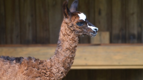 3 czerwca przyszła na świat urocza samiczka lamy. Ogród zoologiczny ogłosił konkurs na imię dla maleństwa/fot. Ogród Zoologiczny w Bydgoszczy/Facebook