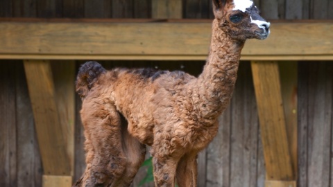 3 czerwca przyszła na świat urocza samiczka lamy. Ogród zoologiczny ogłosił konkurs na imię dla maleństwa/fot. Ogród Zoologiczny w Bydgoszczy/Facebook