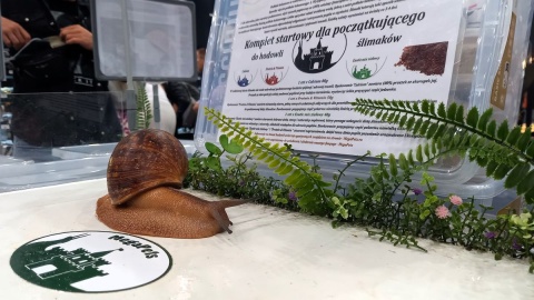 W Bydgoszczy odbywały się Targi ZooEgzotyka/fot. Tatiana Adonis