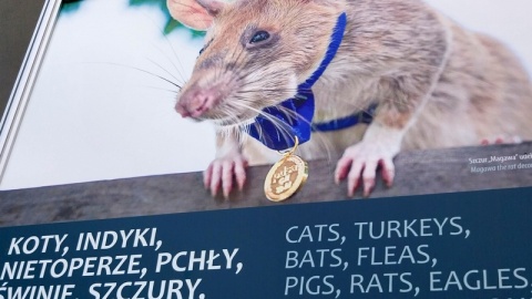 Zwierzętom, które od zawsze towarzyszyły człowiekowi podczas wypraw wojennych, poświęcona jest wystawa w Muzeum Wojsk Lądowych w Bydgoszczy/fot. Elżbieta Rupniewska