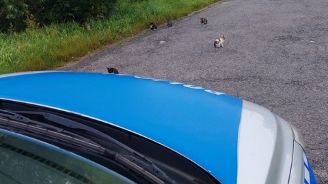 Policjanci z Nakła nad Notecią na początku lipca uratowali osiem małych kotów, błąkających się po drodze/fot. materiały policji