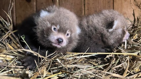 Pandy małe z toruńskiego Ogrodu Zoobotanicznego po raz pierwszy zostały rodzicami/fot. Ogród Zoobotaniczny w Toruniu