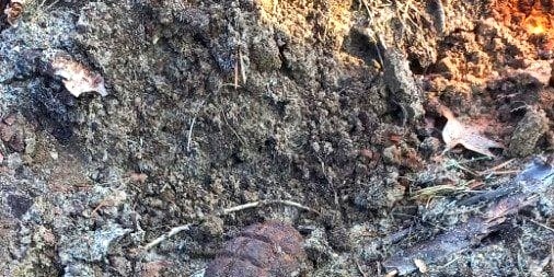 Granaty ręczne znalezione w lasach pod Tucholą. Zneutralizowali je saperzy