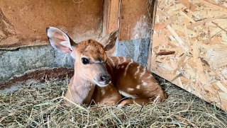 Widzieliście już Gaspara Bydgoskie zoo przedstawia swoje przesłodkie maluchy [zdjęcia]