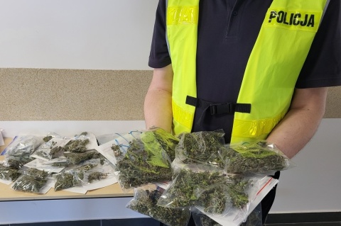 Prawie kilogram marihuany w mieszkaniu 52-latka z Włocławka [wideo, zdjęcia]