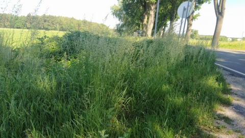 Trawy przy drodze mają nawet półtora metra Pokos planowany w połowie czerwca