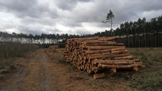 Oszust oferował na sprzedaż drewno. Zarabiał nawet kilkanaście tysięcy miesięcznie