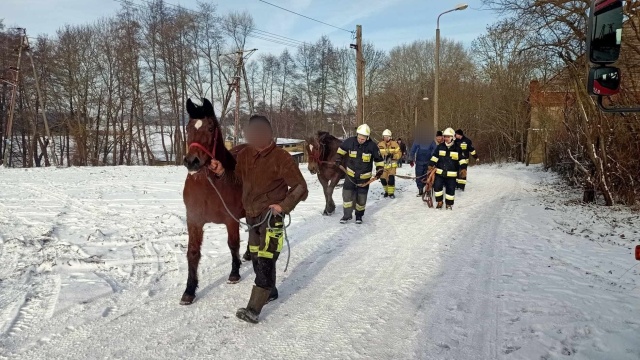 Pod stadem koni na jeziorze Kierzkowskim zapadł się lód. Jedno zwierzę uratowane [zdjęcia]