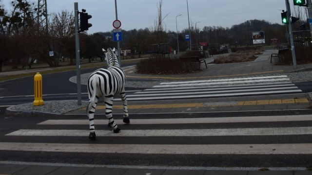 W Bydgoszczy na pasach widziano zebrę. Zoo zaprosiło internautów do zabawy
