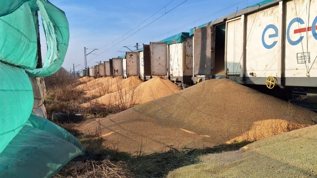 Bocznica w Kotomierzu zasypana kukurydzą. Nieznani sprawcy nocą otworzyli wagony