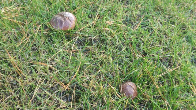 Pogoda sprzyja grzybiarzom Jest wysyp, ale uważajmy, co wkładamy do koszyka