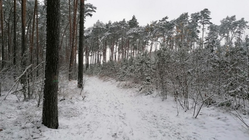 W weekend w Polsce będzie padał śnieg, w niedzielę na południu chwilami intensywnie/fot. Magdalena Gill