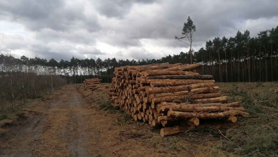 Oskarżony wystawiał oferty sprzedaży drewna opałowego w mediach społecznościowych/fot. Magdalena Gill