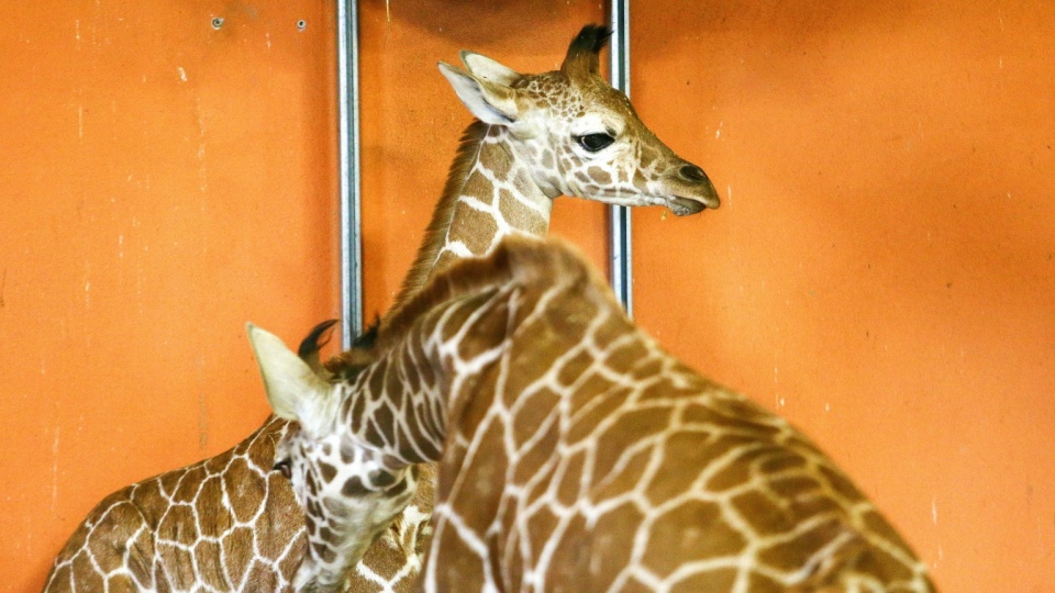 Nowo narodzona żyrafa siatkowana o imieniu Lilo zaprezentowana podczas spotkania prasowego w Śląskim Ogrodzie Zoologicznym w Chorzowie/fot: PAP, Jarek Praszkiewicz